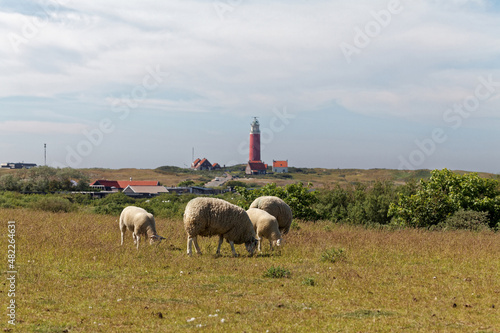 Herd of sheeps and lambs in the grass on the Texel island with the lighthouse in the background, Netherlands