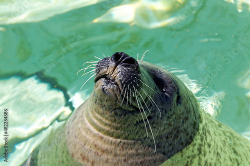 Smiling seal enjoying the sun in the Texel island, Netherlands Closeup, front view.