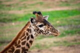 Giraffe up close