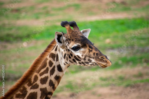 Giraffe up close © Eric