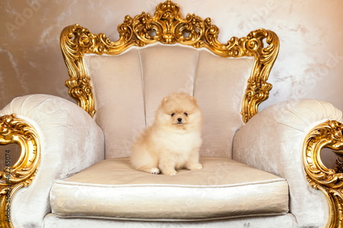 Foto Small puppy of pomeranian spitz dog sitting on golden armchair in royal palace