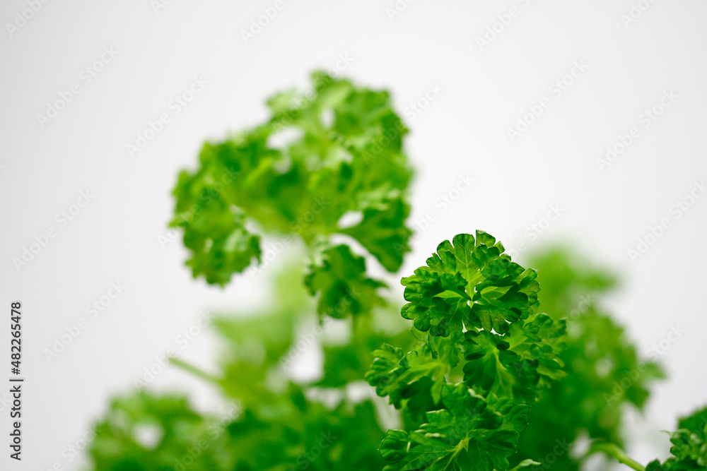 Fototapeta premium parsley on a white background