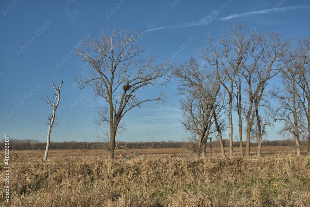 Bald Eagle Nest high in a dead Cotlon Wood Tree