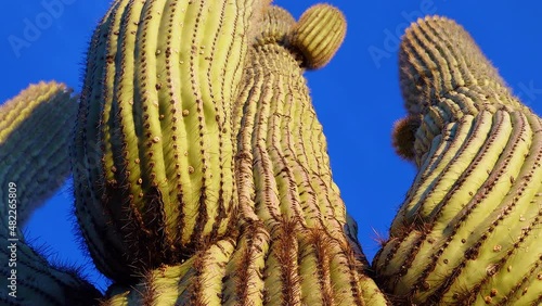  A view looking up a Saguaro cactus carnegia gigantia from its base. Arizona cacti. photo