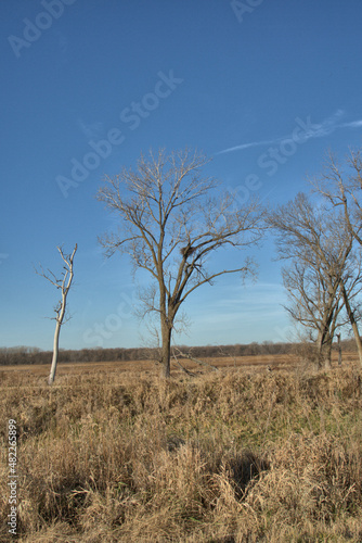 Bald Eagle Nest high in a dead Cotlon Wood Tree