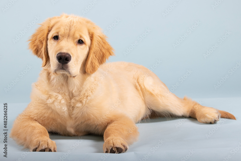 Portrait of 4 month old golden retriever male puppy dog with seamless blue background Portrait of 4 month old golden retriever male puppy dog with seamless blue background