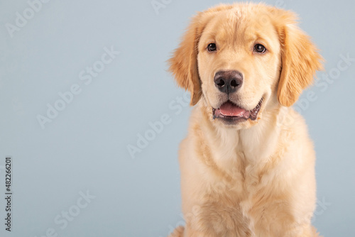 Portrait of 4 month old golden retriever male puppy dog with seamless blue background © Mat Hayward