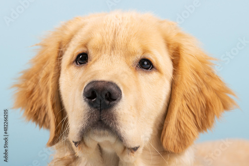 Portrait of 4 month old golden retriever male puppy dog with seamless blue background © Mat Hayward
