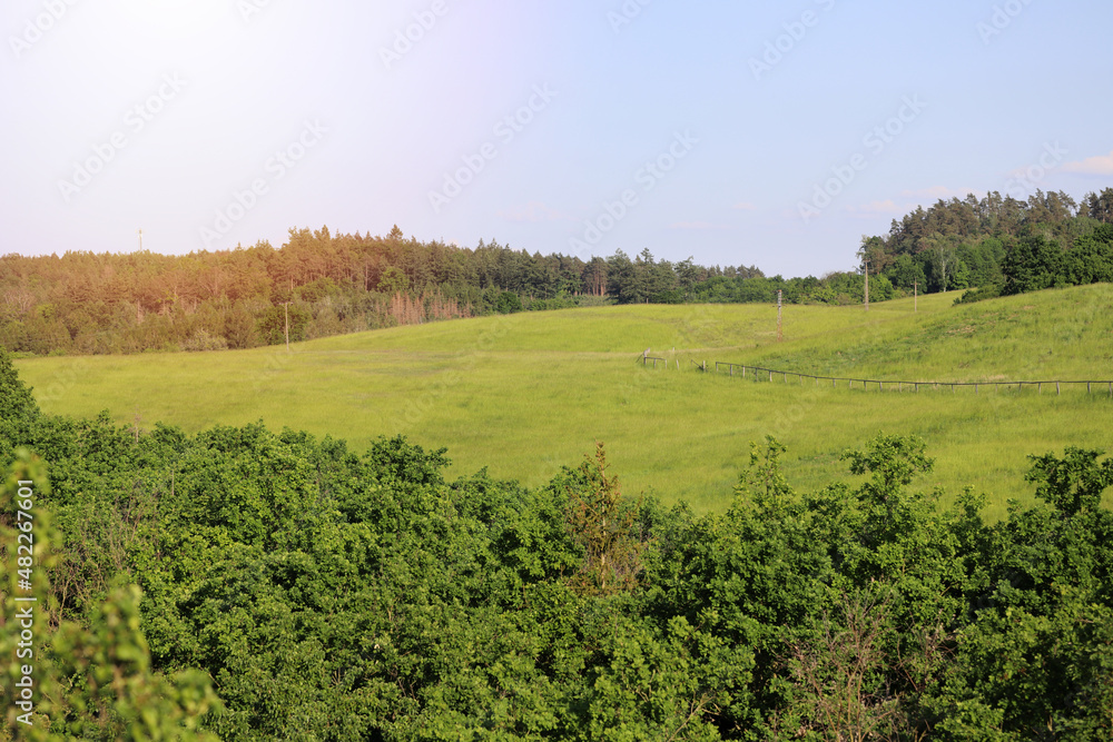 grassy meadow on hillside in summer time. lovely nature