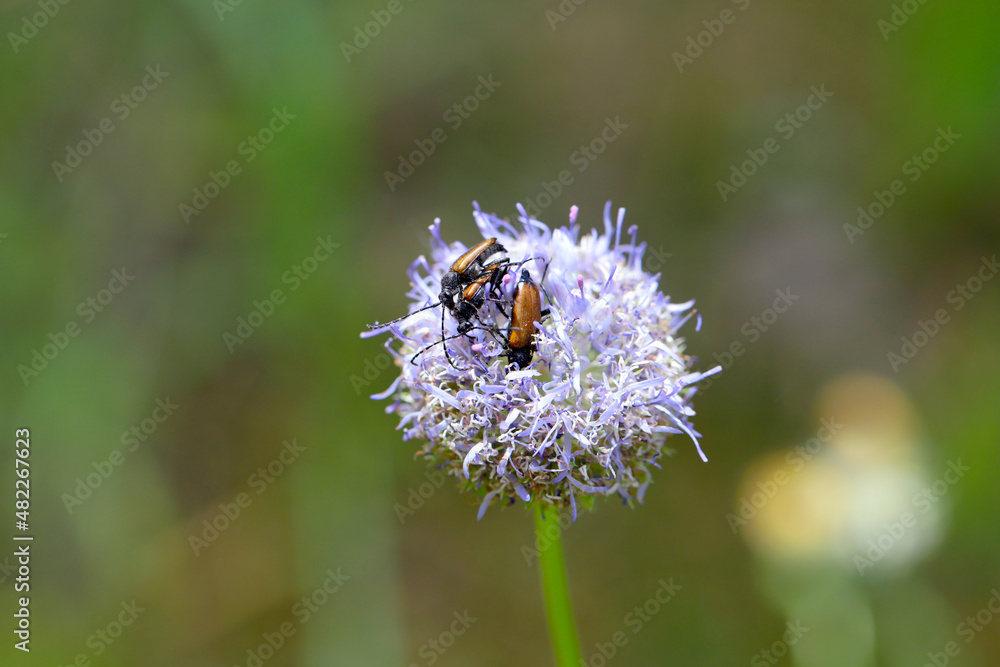 Longhorn beetle - Coleoptera - Cerambycidae. Beetles on a flower. Longhorn beetle - Coleoptera - Cerambycidae. Beetles on a flower.