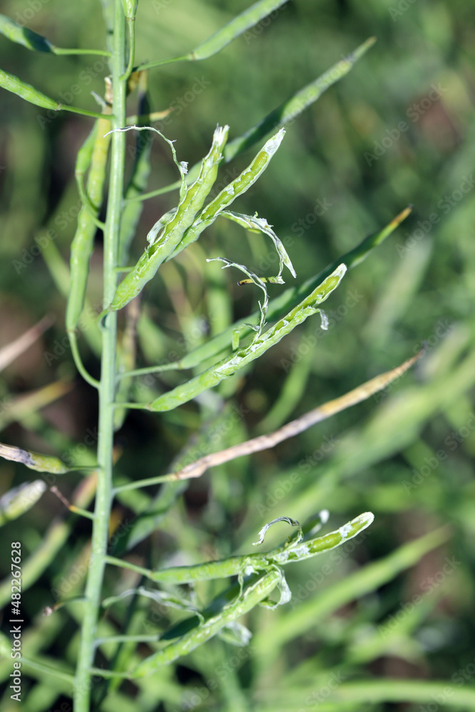 Rapeseed pods damaged by birds in the field. Rapeseed pods damaged by birds in the field.
