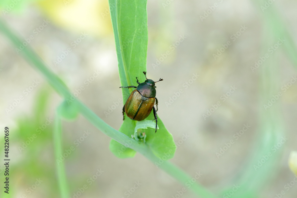 Closeup on Dune chafer beetle - Anomala dubia on the plant stalk. Closeup on Dune chafer beetle - Anomala dubia on the plant stalk.