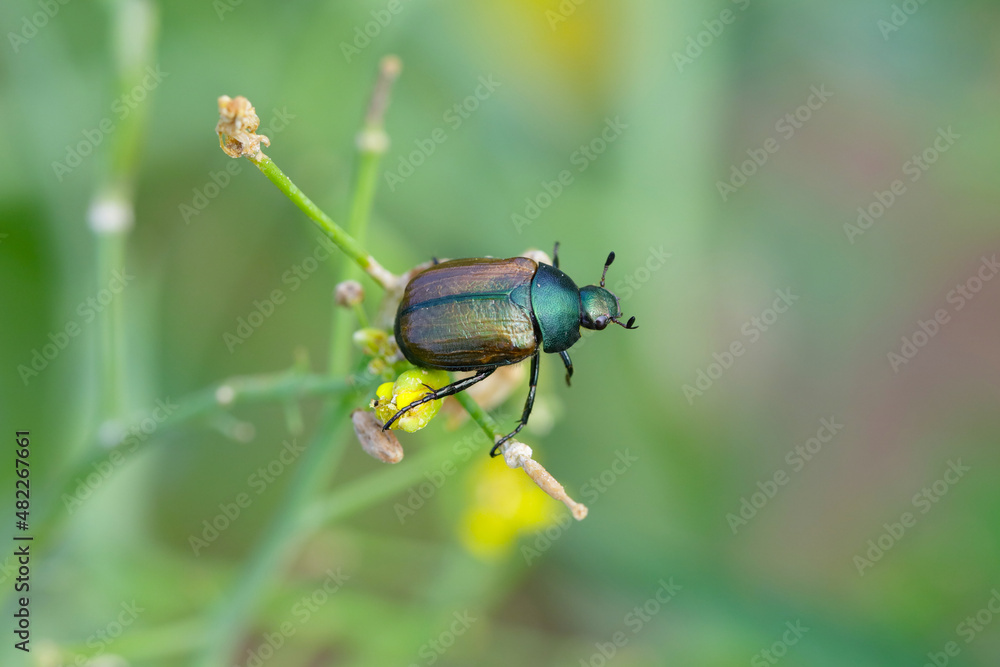 Closeup on Dune chafer beetle - Anomala dubia on the plant stalk. Closeup on Dune chafer beetle - Anomala dubia on the plant stalk.