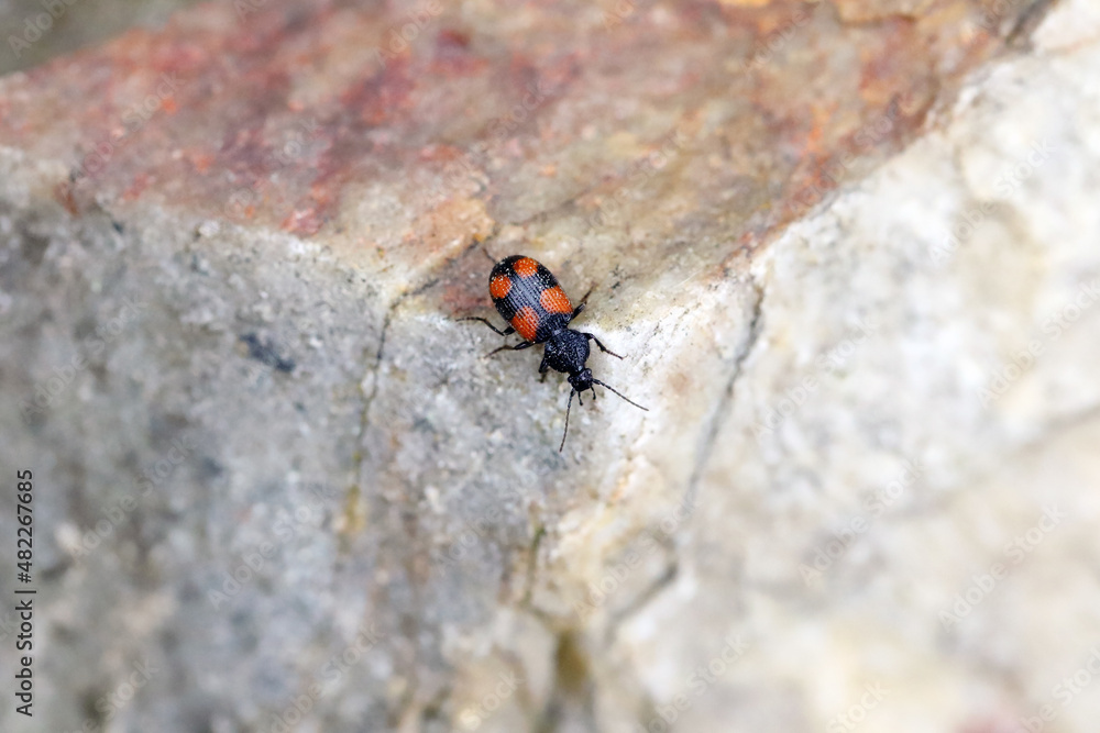 A beautiful representative of the Carabidae - family (Ground Beetles) - Panagaeus cruxmajor on a rock. A beautiful representative of the Carabidae - family (Ground Beetles) - Panagaeus cruxmajor on a rock.