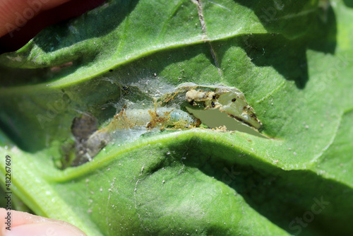 A tortricidae caterpillar in a damaged sugar beet leaf. photo