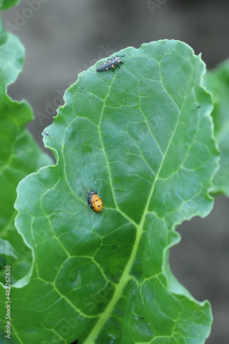 Larvae of seven-spot ladybug - Coccinella septempunctata eating aphids on leaves of sugar beet.