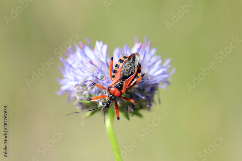 An adult red black assassin and thread-legged bug (Rhynocoris iracundus, Reduviidae) seated on a flower.