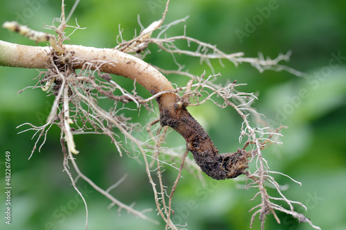 Lupine root destroyed by disease. Causes withering of the entire plant and yield loss.