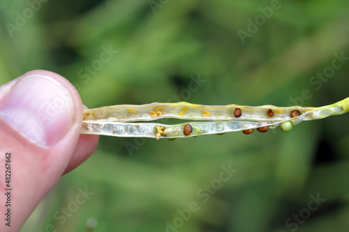 Bladder pod midge Dasineura brassicae (formerly Dasyneura) larvae in oilseed rape pod. photo