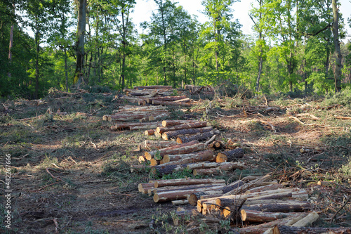 Tree logs in forest after clearing of plantation in forest. Raw timber from felling site. Cut trees logs. Stacks of cut wood. Environmetal and illegal deforestation. Logging industry