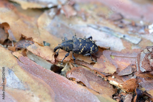 Snout beetle - Hylobius abietis sitting on pine wood, macro photo.