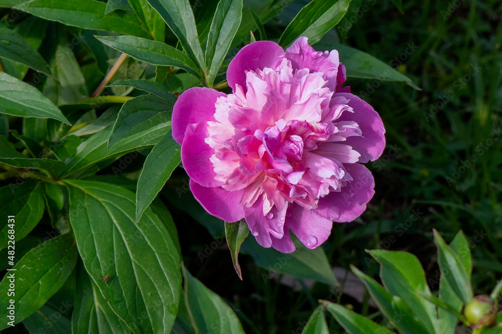 pink and purple pink and purple