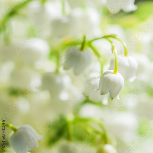Blooming lily of the valley flowers. Natural floral background