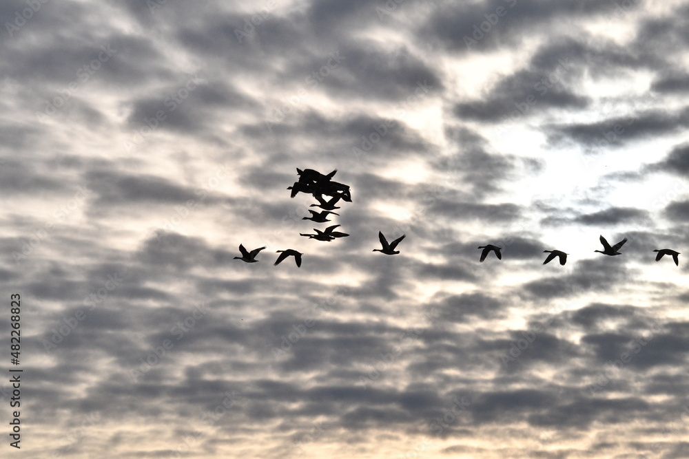 Fototapeta premium Geese Flying in a Cloudy Sunset Sky