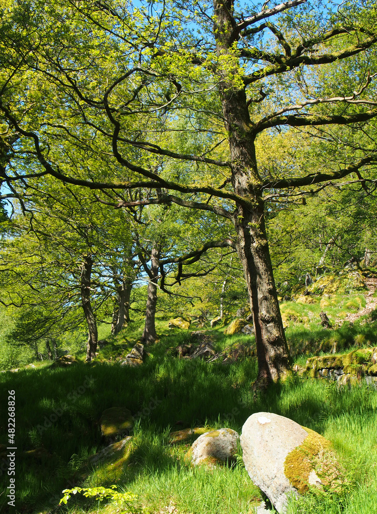 springtime woodland with large beech trees with bright green glowing leaves illuminated by bright morning sunshine grass growing between boulders on the ground springtime woodland with large beech trees with bright green glowing leaves illuminated by bright morning sunshine grass growing between boulders on the ground