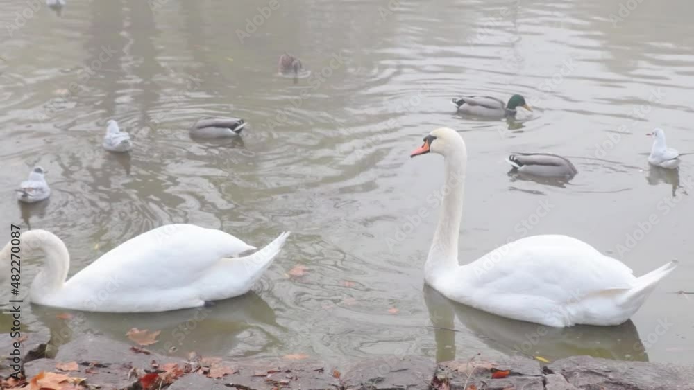 On the shore of the reservoir swim swans and ducks. Wildlife On the shore of the reservoir swim swans and ducks. Wildlife