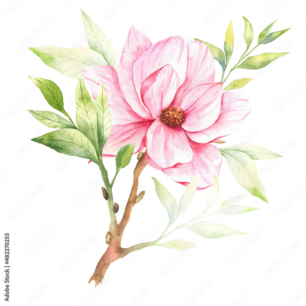 Obraz premium Magnolia Flower Watercolor Illustration, Magnolia Bouquet, Pink Magnolia Branch, Watercolor Floral Illustration isolated on white