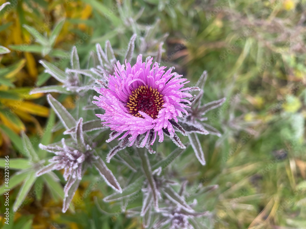 Flowers in the garden covered with frost in winter
