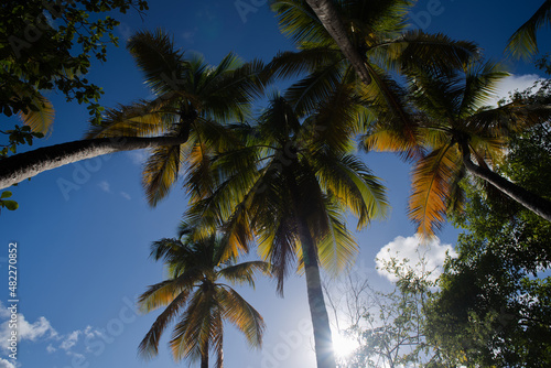 Kokospalmen in der Karibik - Palmenwedel