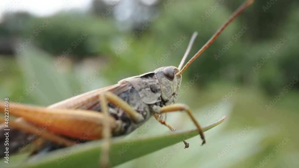 The brown grasshopper on the green leaf as seen on a closer look in Estonia The brown grasshopper on the green leaf as seen on a closer look in Estonia