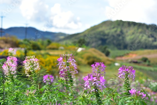 Colorful flowers and morning sunshine. 