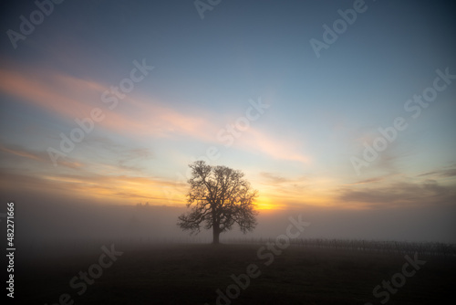 A winter oak tree stands in front of a vineyard  fog obscuring the vines and adding glow to the sky from the setting sun behind the tree. 