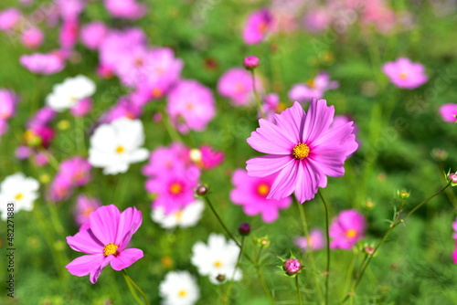 Colorful flowers and morning sunshine 