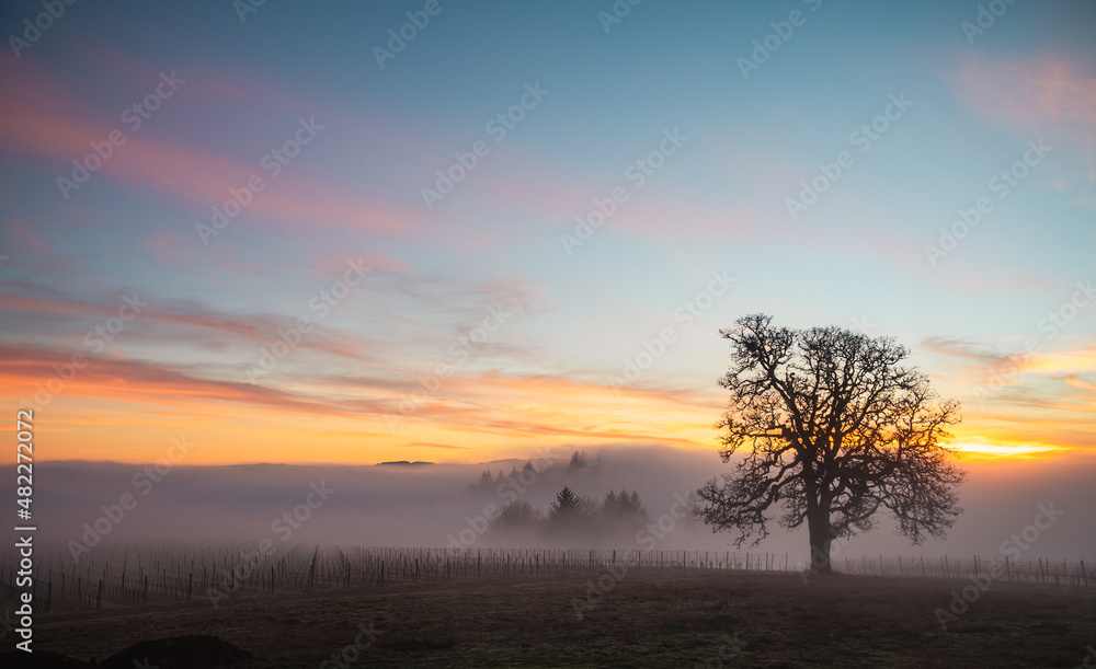 A winter oak tree stands in front of a vineyard, fog obscuring the vines and adding glow to the sky from the setting sun behind the tree. 