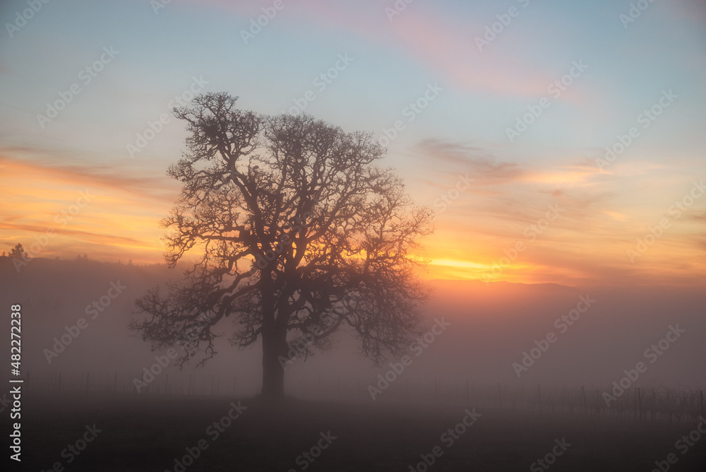 A stunning view of an oak tree in winter surrounded by fog, sunset colors streaking the sky behind as the last light fades, fog obscuring the vineyard vines below the oak.