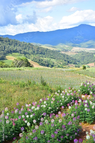 Colorful flowers and morning sunshine.