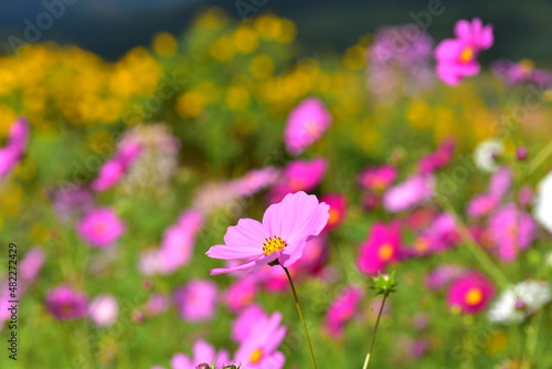 Colorful flowers and morning sunshine. 