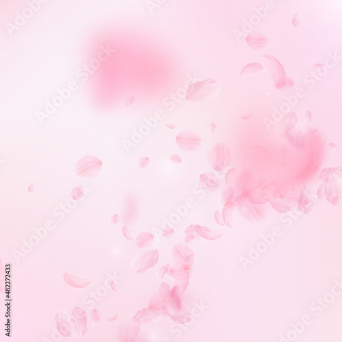 Sakura petals falling down. Romantic pink flowers corner. Flying petals on pink square background. Love, romance concept. Alluring wedding invitation.