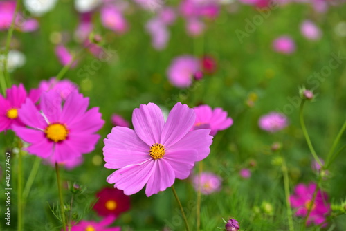 beautiful flowers and green leaves.Green leaves with beautiful sunlight Used as a background image