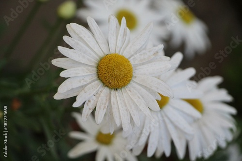 Daisies