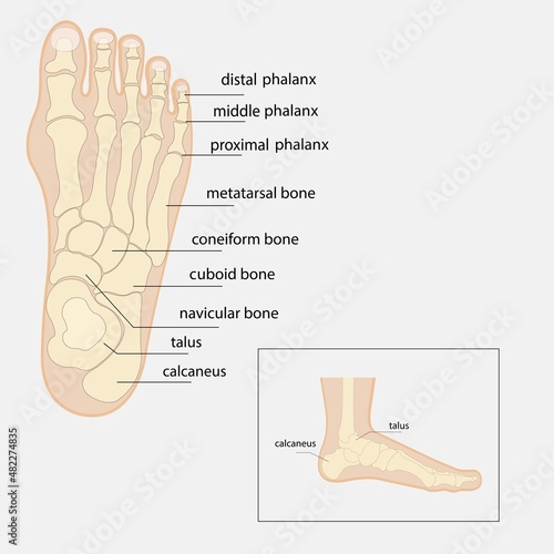 Human foot bones anatomy sketch Vector orthopedic medicine. Skeleton of the phalanges of the ankles and toes, cuboid, metatarsal, navicular and sphenoid bones