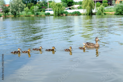 Foto Wild duck with a large brood of ducklings