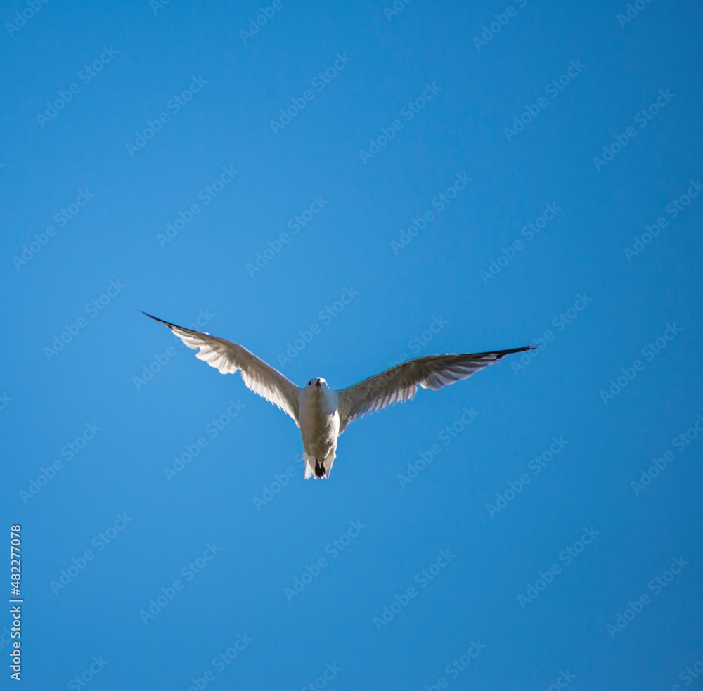Seagulls flying in the blue sky Seagulls flying in the blue sky