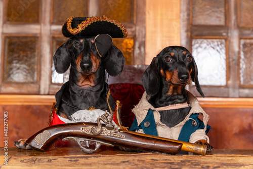 Photography Two cute dachshund dogs in carnival costumes of pirates are sitting at table in the cabin of pirate ship, on which lie a rapier and blunderbuss