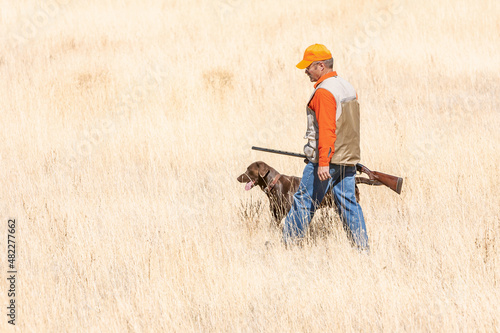 Photography An adult male (upland game) hunter holding a shotgun walking with a chocolate labrador retriever in a field