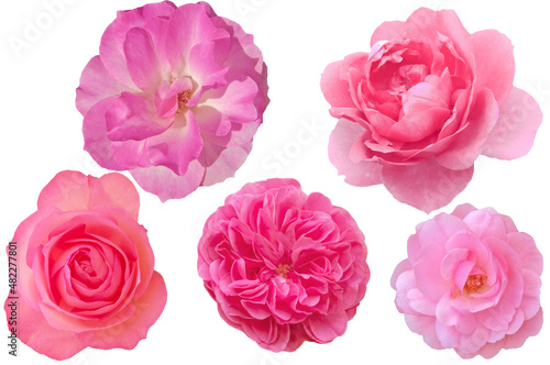 Five bright beautiful colorful roses close-up on a white isolated background top view